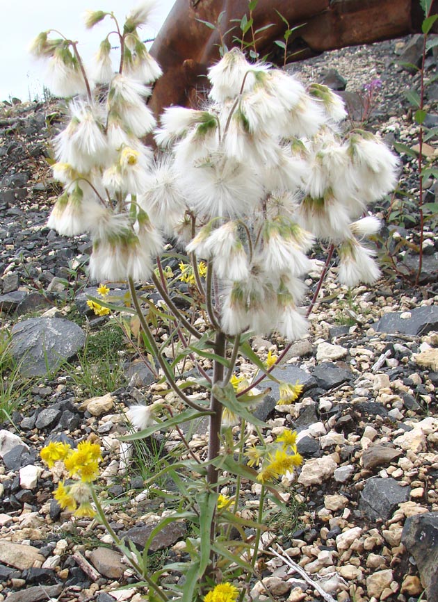 Изображение особи Tephroseris palustris.