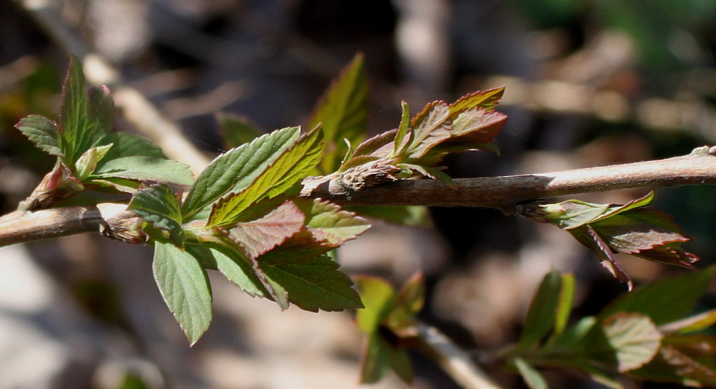 Изображение особи Spiraea decumbens.