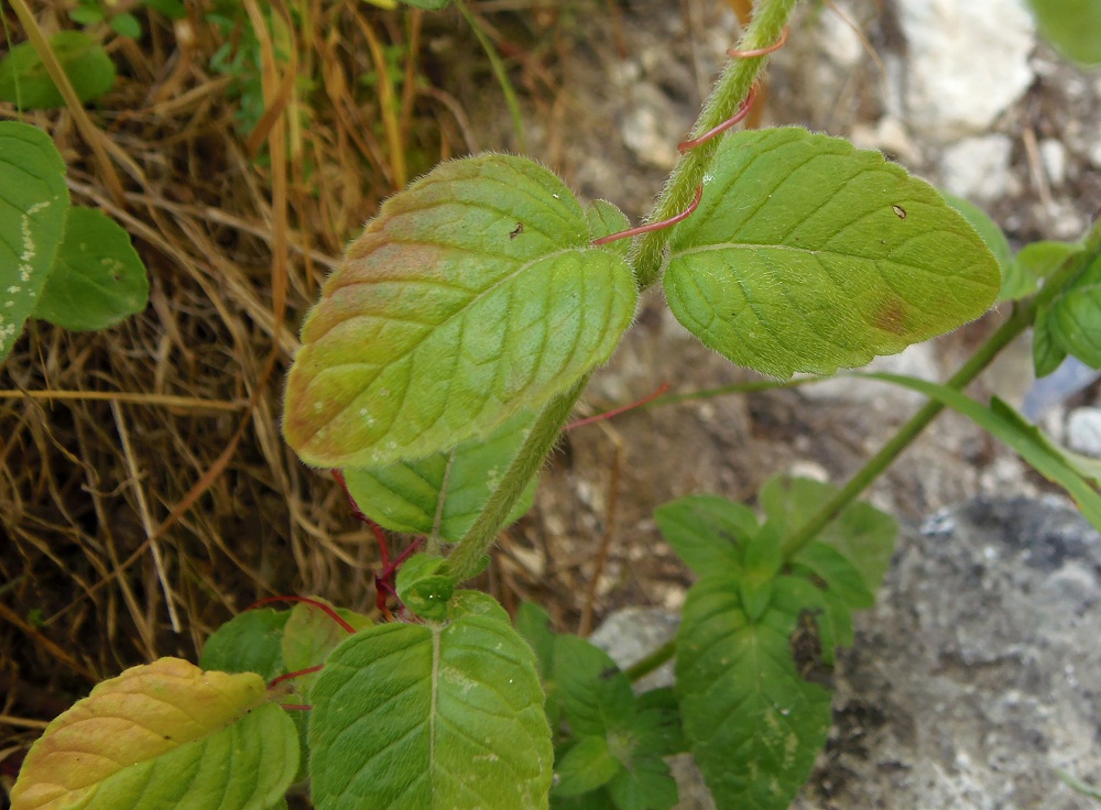 Image of Clinopodium caucasicum specimen.