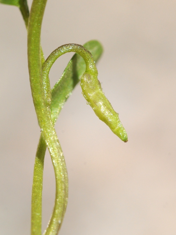 Image of Taphrospermum altaicum specimen.