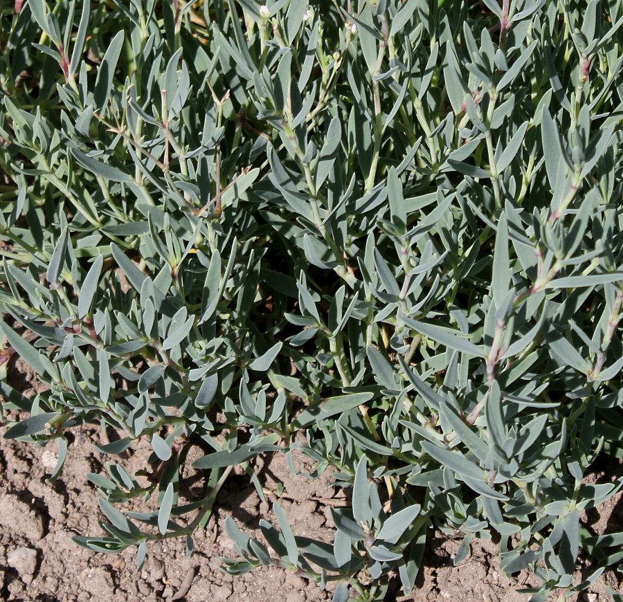 Image of Gypsophila repens specimen.