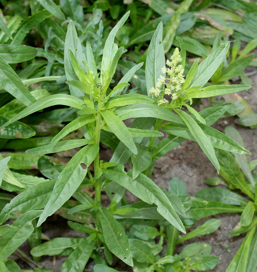 Image of Reseda luteola specimen.