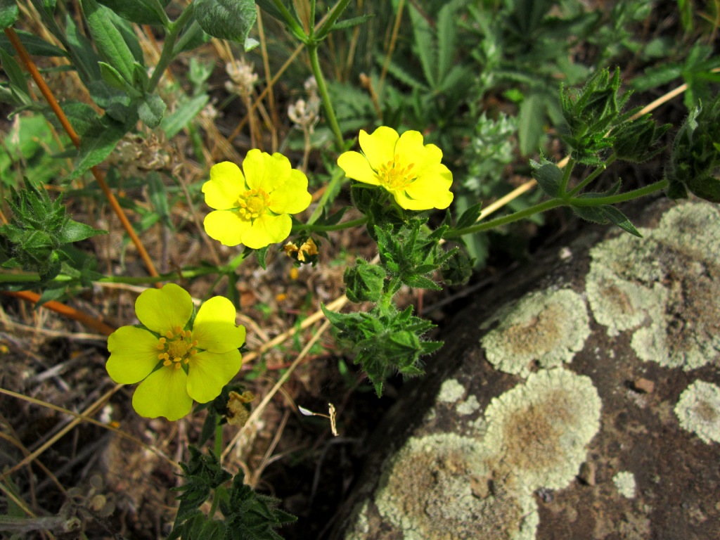 Изображение особи род Potentilla.