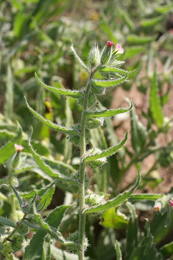 Image of Nonea caspica specimen.