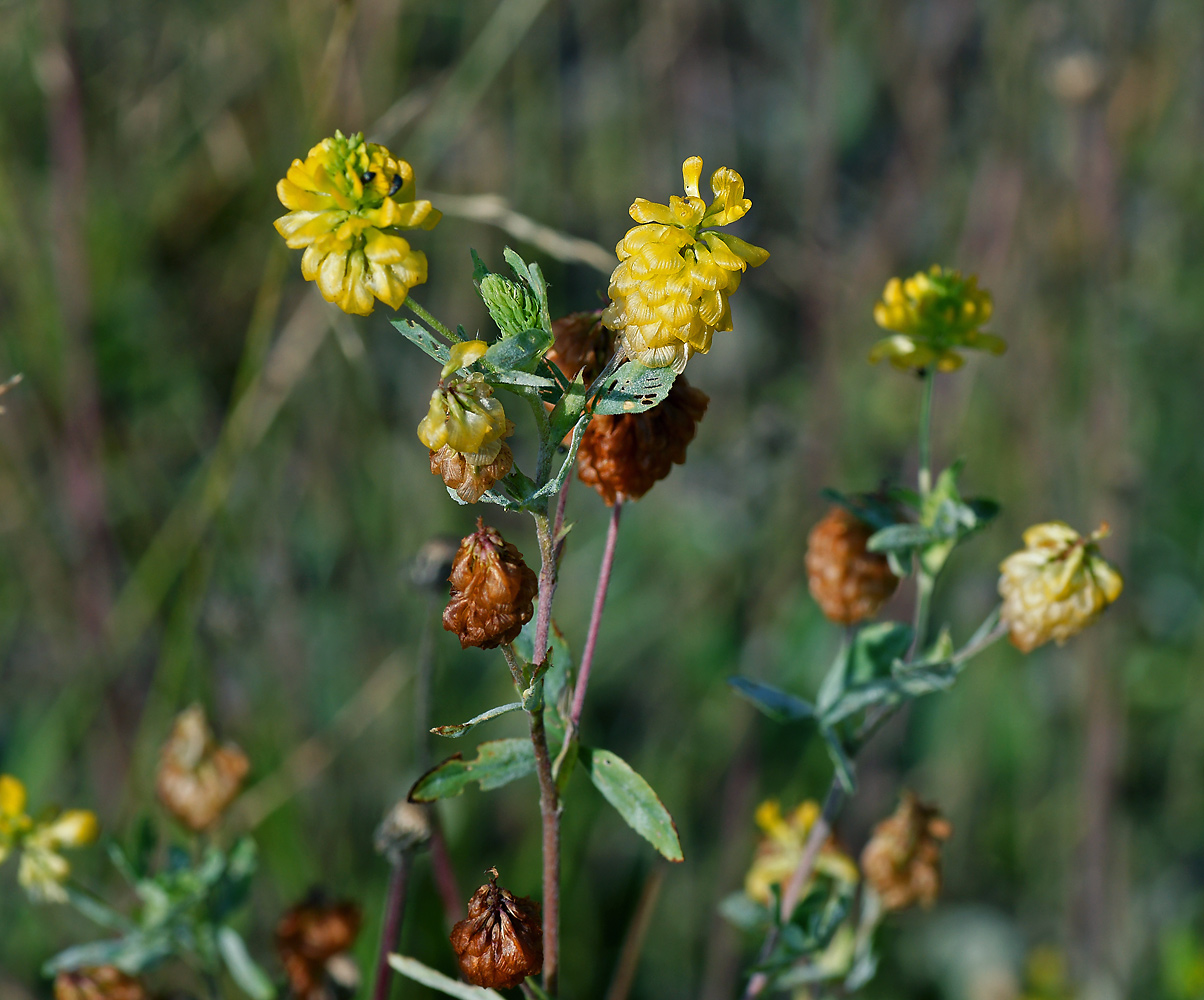 Image of Trifolium aureum specimen.