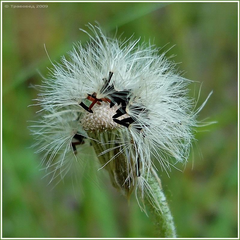 Изображение особи Pilosella officinarum.