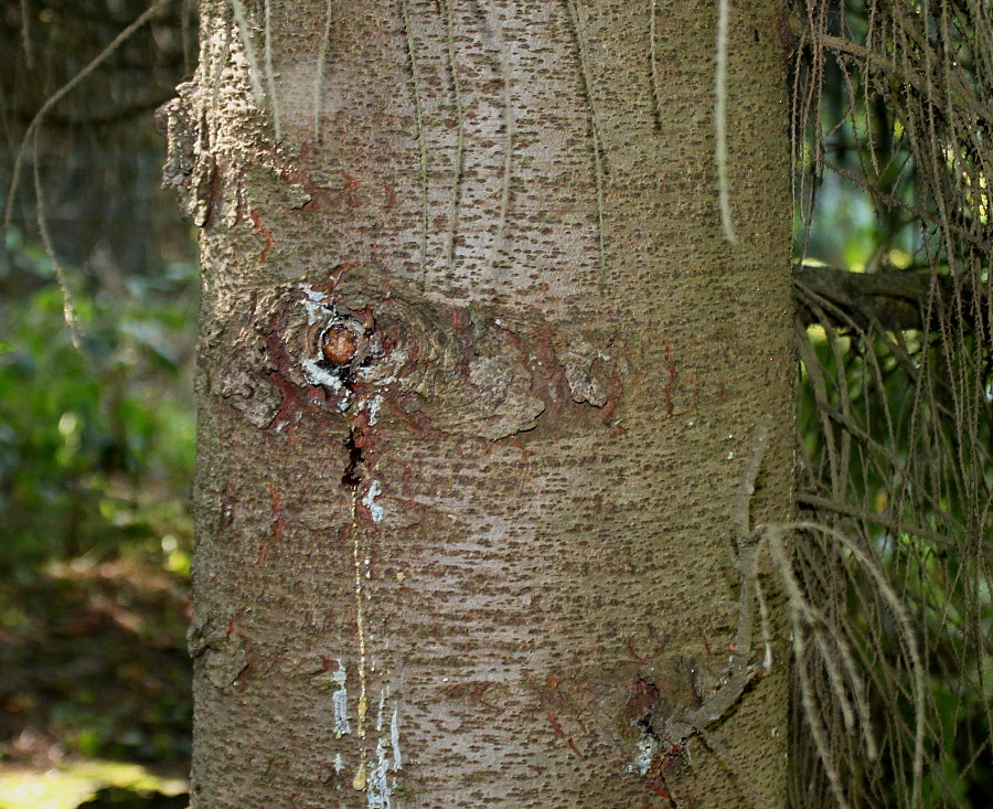 Image of Picea breweriana specimen.