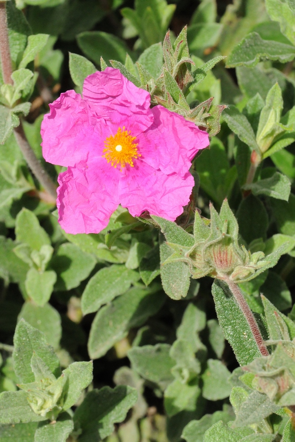 Image of Cistus &times; incanus specimen.