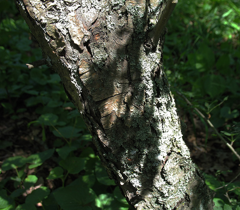 Image of Crataegus rhipidophylla specimen.