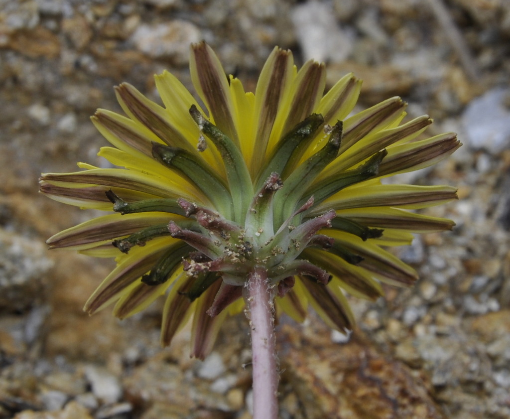 Image of genus Taraxacum specimen.