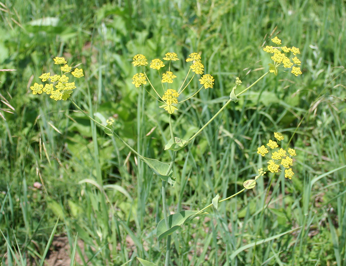 Image of Bupleurum longifolium ssp. aureum specimen.