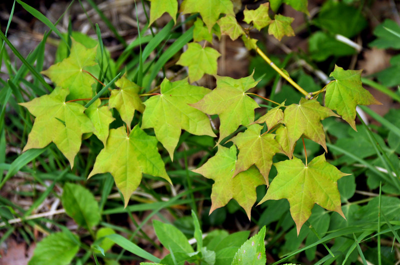 Image of Acer cappadocicum specimen.