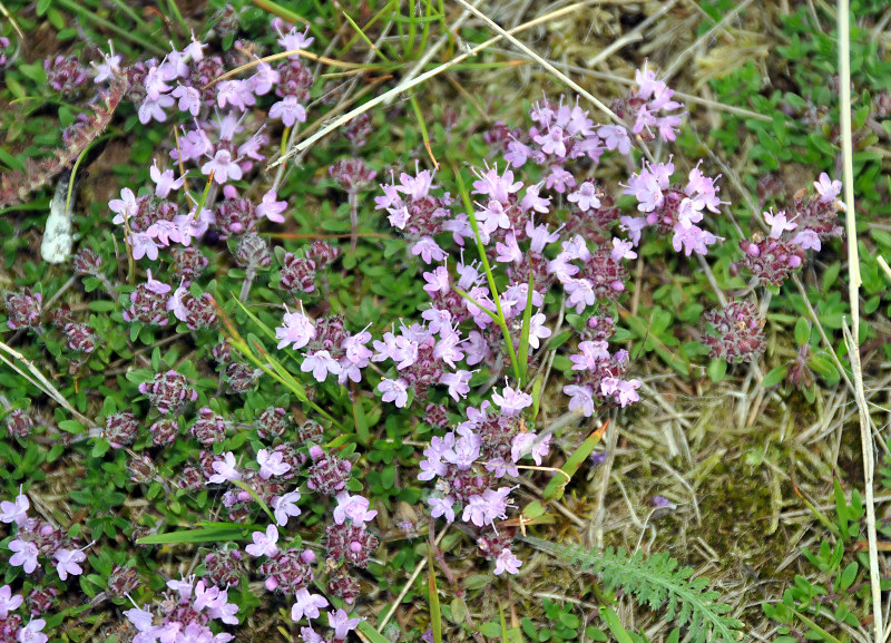 Изображение особи Thymus subarcticus.