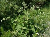 Смотреть изображение Arctium tomentosum