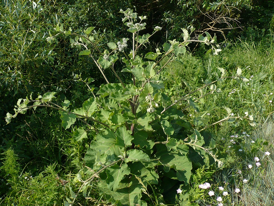 Изображение особи Arctium tomentosum.