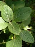 Viburnum lantana