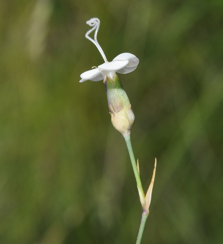 Image of Dianthus minutiflorus specimen.