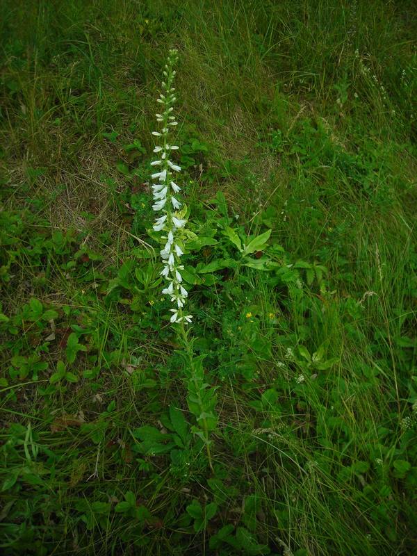 Image of Campanula bononiensis specimen.