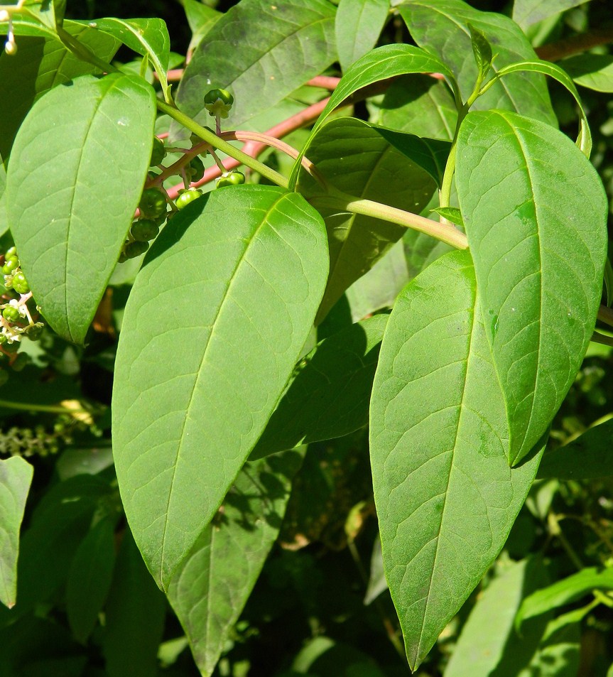 Image of Phytolacca americana specimen.