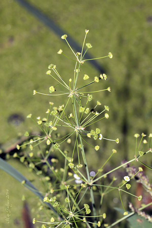 Image of Alisma plantago-aquatica specimen.