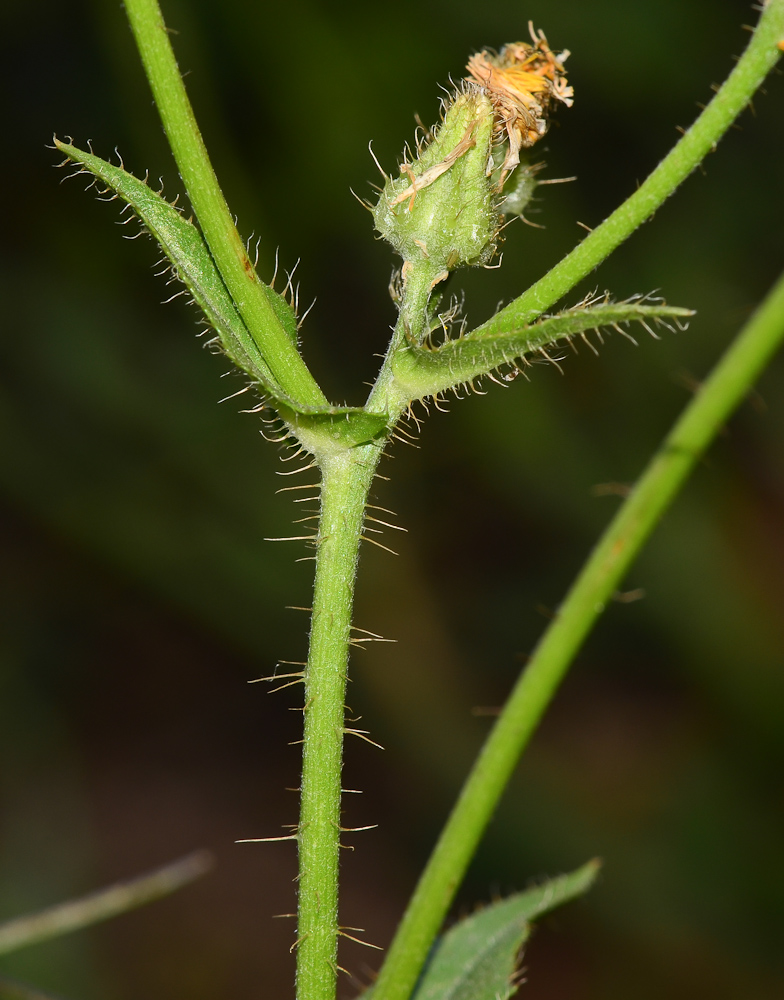 Изображение особи Crepis aspera.