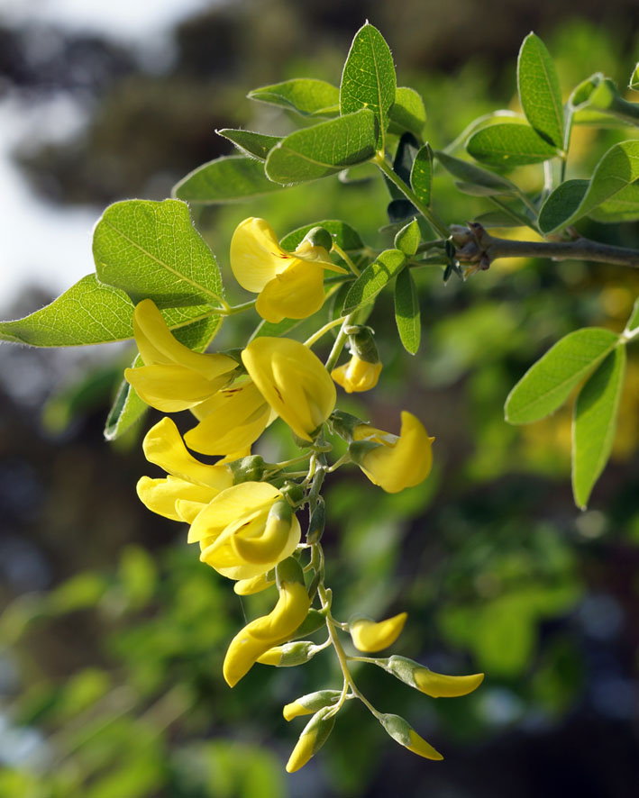 Image of Laburnum anagyroides specimen.