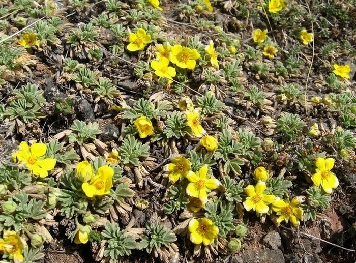 Image of Potentilla acaulis specimen.