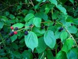 genus Rubus