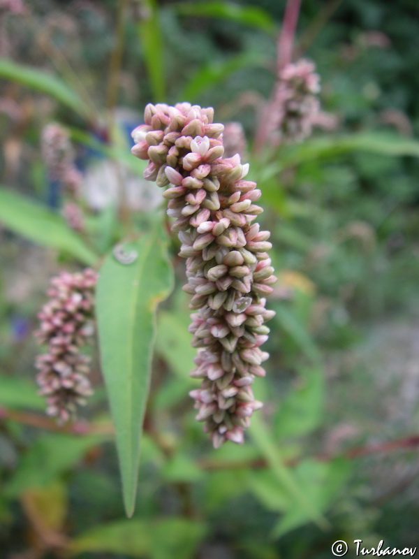 Image of Persicaria lapathifolia specimen.