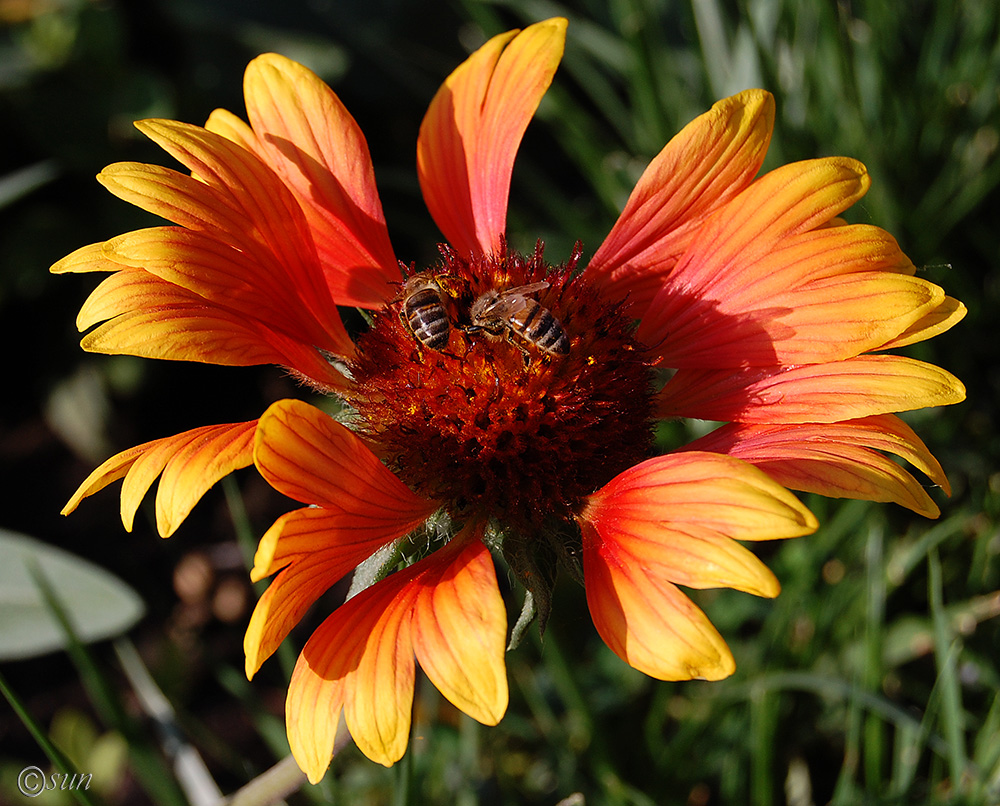 Image of Gaillardia aristata specimen.