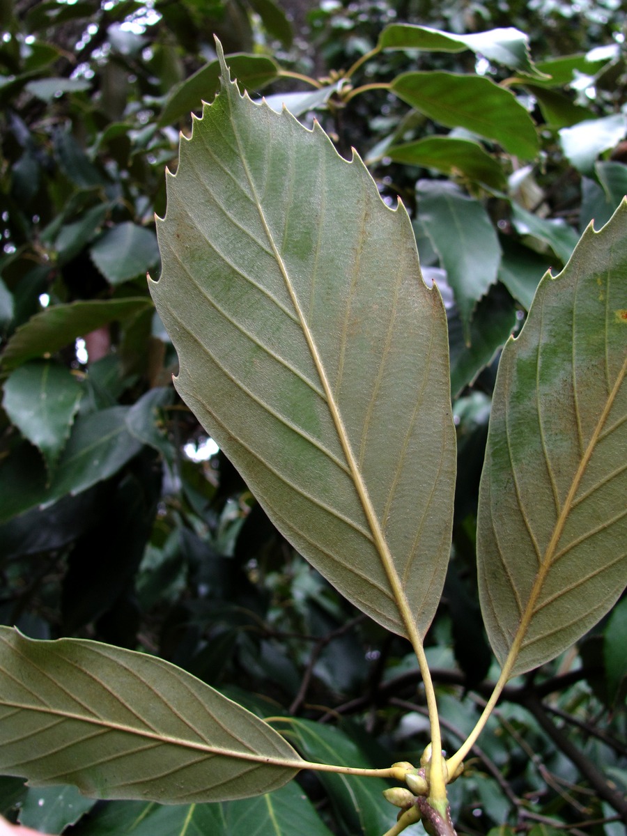 Image of Quercus glauca specimen.