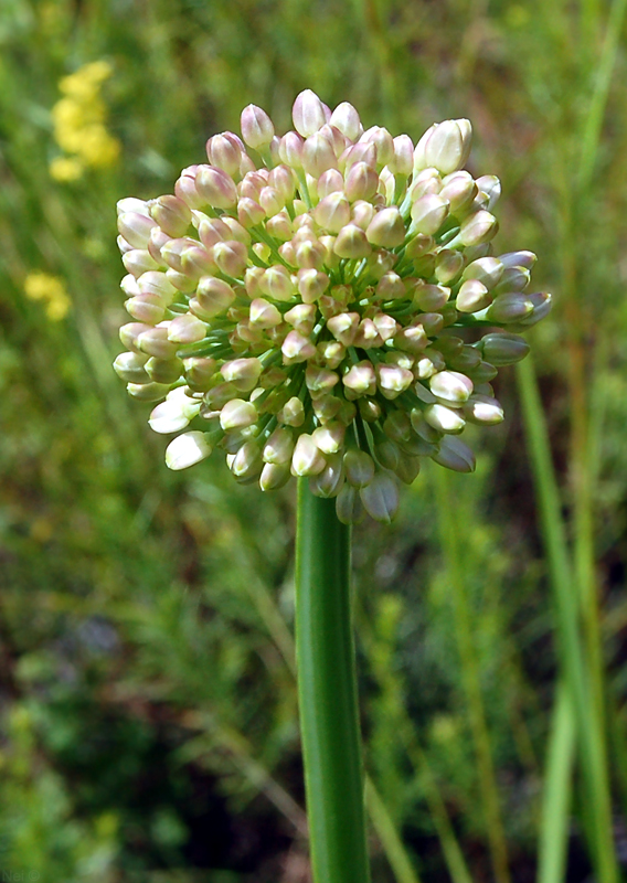 Image of Allium nutans specimen.