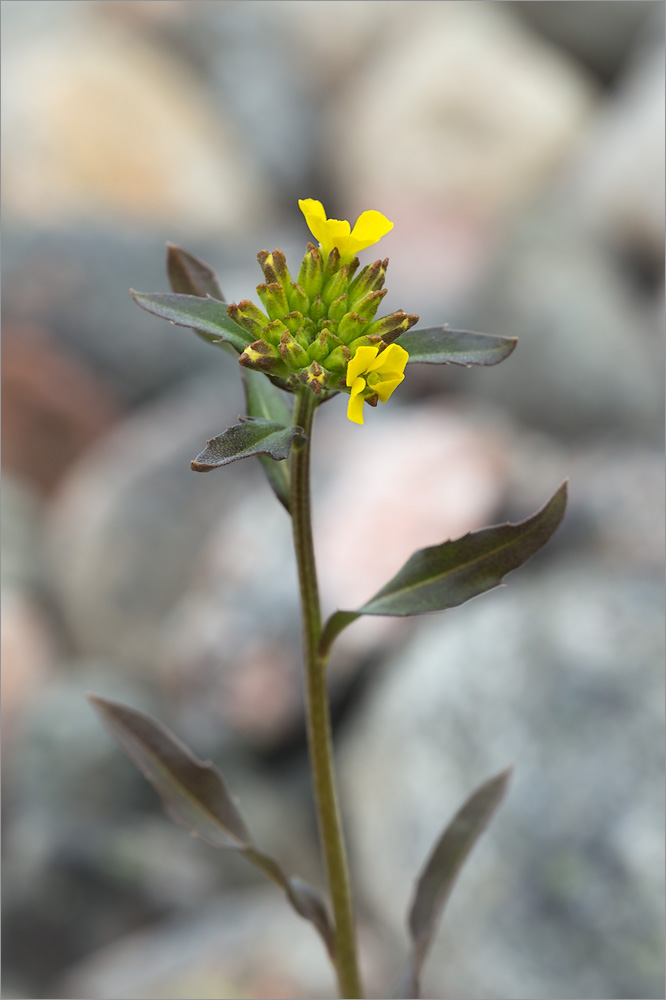 Image of Erysimum hieraciifolium specimen.