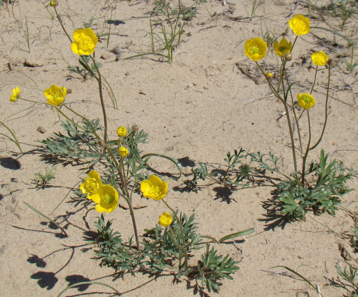 Изображение особи Ranunculus platyspermus.