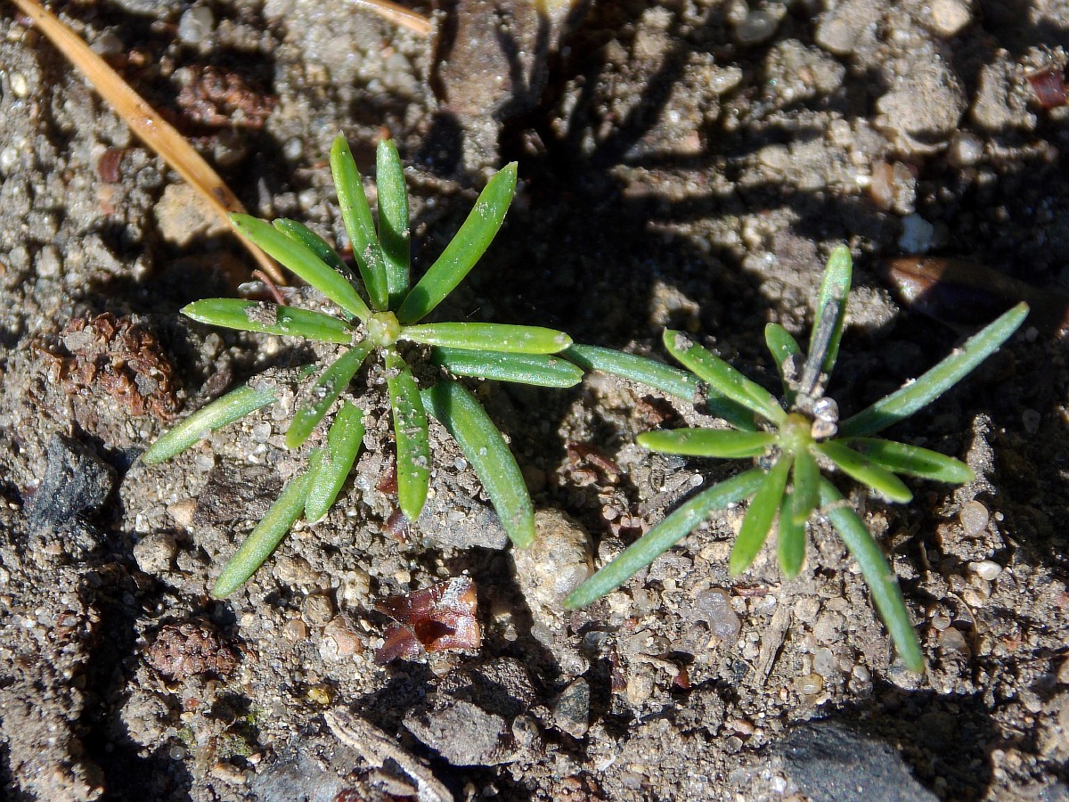 Image of Abies fabri specimen.