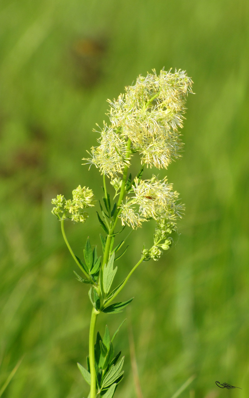 Image of Thalictrum appendiculatum specimen.