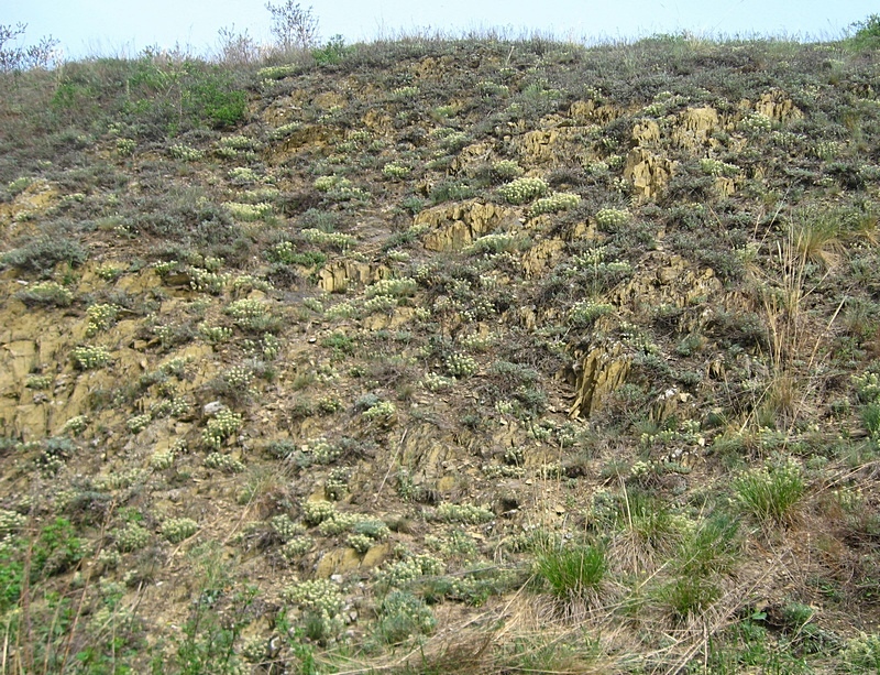 Image of Alyssum lenense specimen.