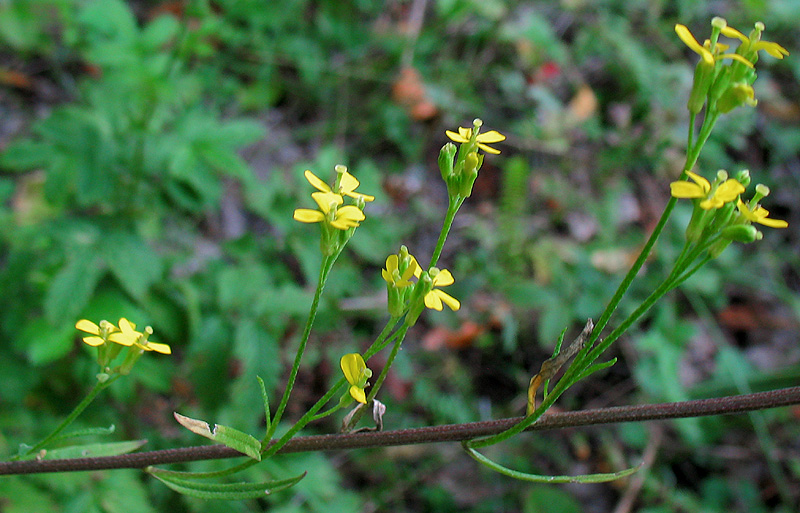 Image of Erysimum hieraciifolium specimen.