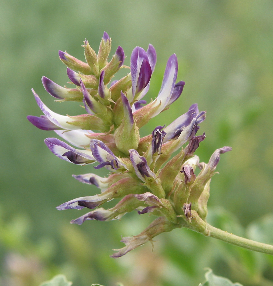 Image of Glycyrrhiza soongorica specimen.