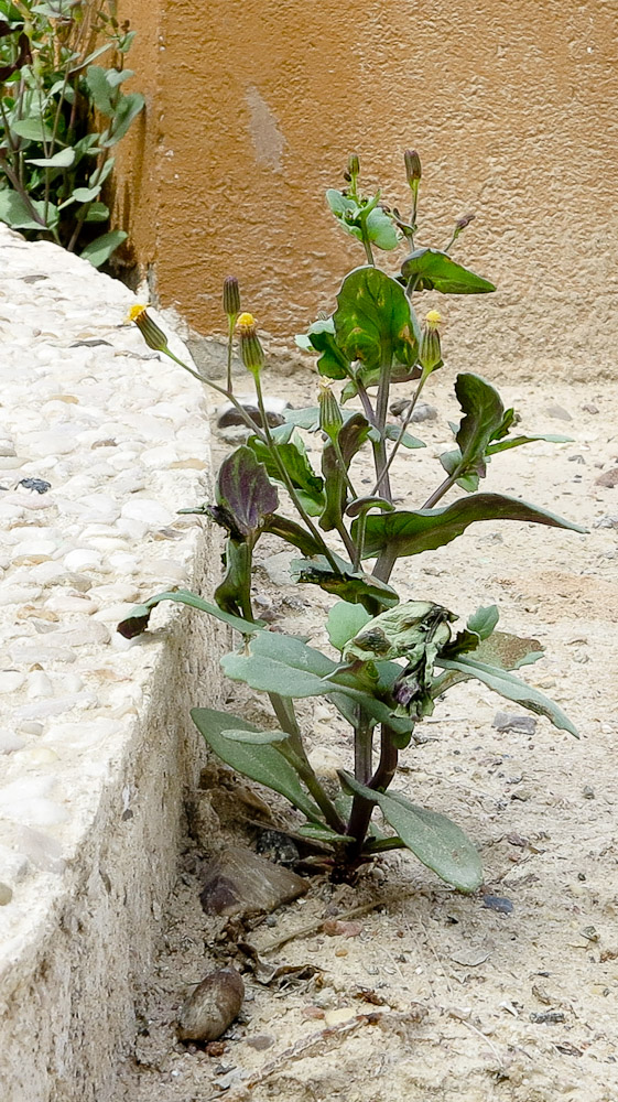 Image of Senecio flavus specimen.