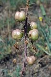 Eremurus lactiflorus. Верхушка плодоносящего растения. Южный Казахстан, Сырдарьинский Каратау, р-н перевала Куюк. 10.05.2015.