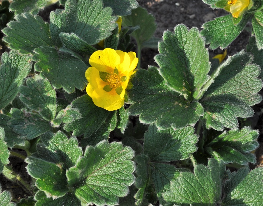 Изображение особи Potentilla megalantha.