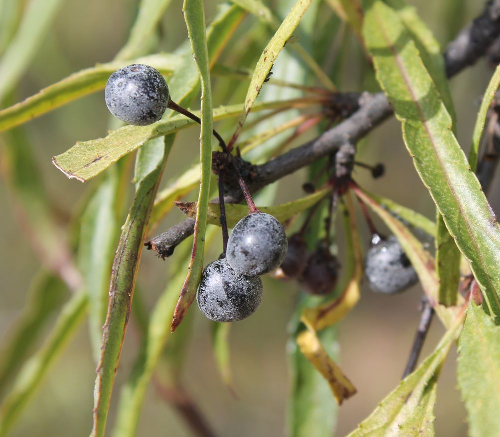 Image of Rhamnus erythroxylon specimen.