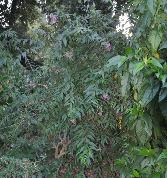 Image of Cestrum cultum specimen.