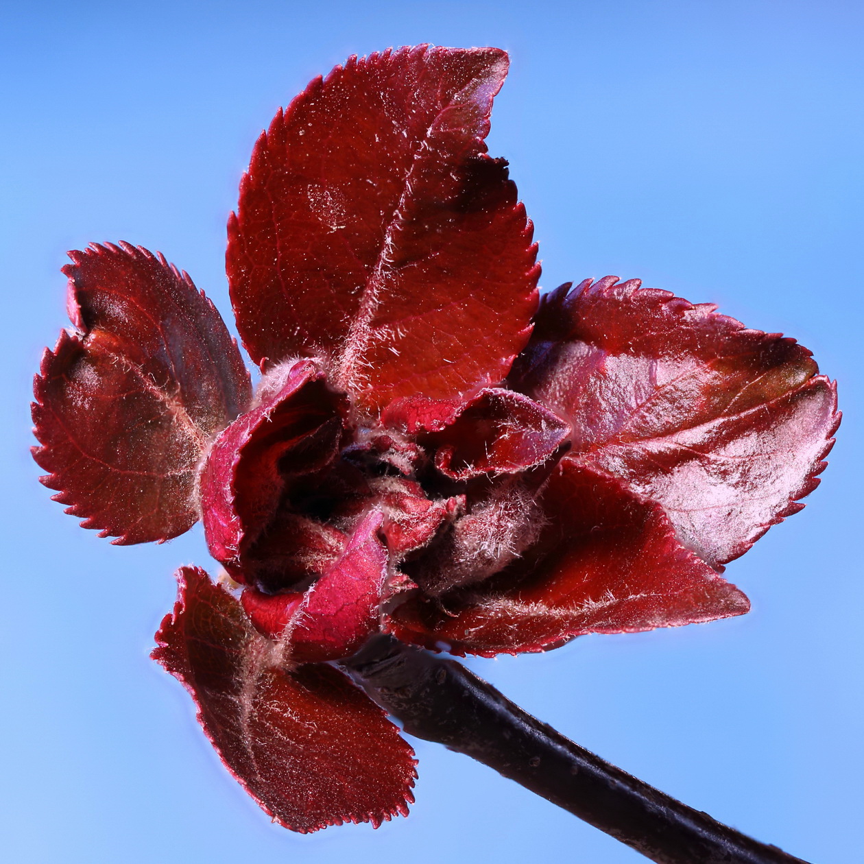 Image of Malus niedzwetzkyana specimen.