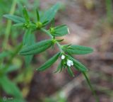 Buglossoides arvensis