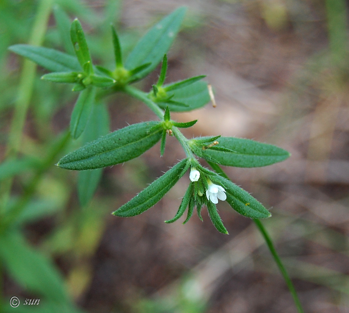 Изображение особи Buglossoides arvensis.