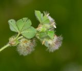 Trifolium pilulare. Верхушка побега с соцветием и соплодиями. Израиль, Нижняя Галилея, г. Верхний Назарет, ландшафтный парк. 25.03.2014.