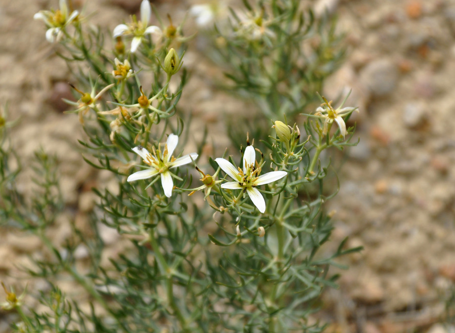 Image of Peganum harmala specimen.