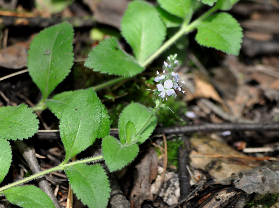 Image of Veronica officinalis specimen.